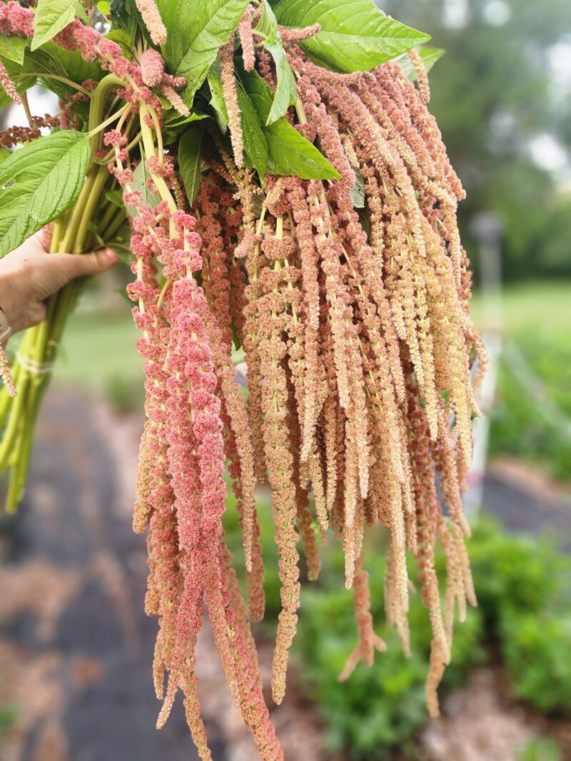 Amaranthus Coral Fountain