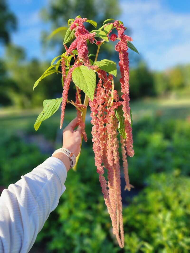 Amaranthus Coral Fountain - Image 2