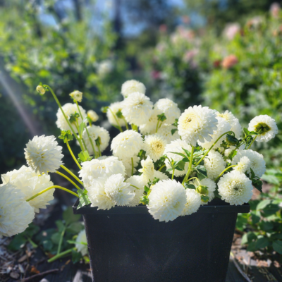 The Flower Library