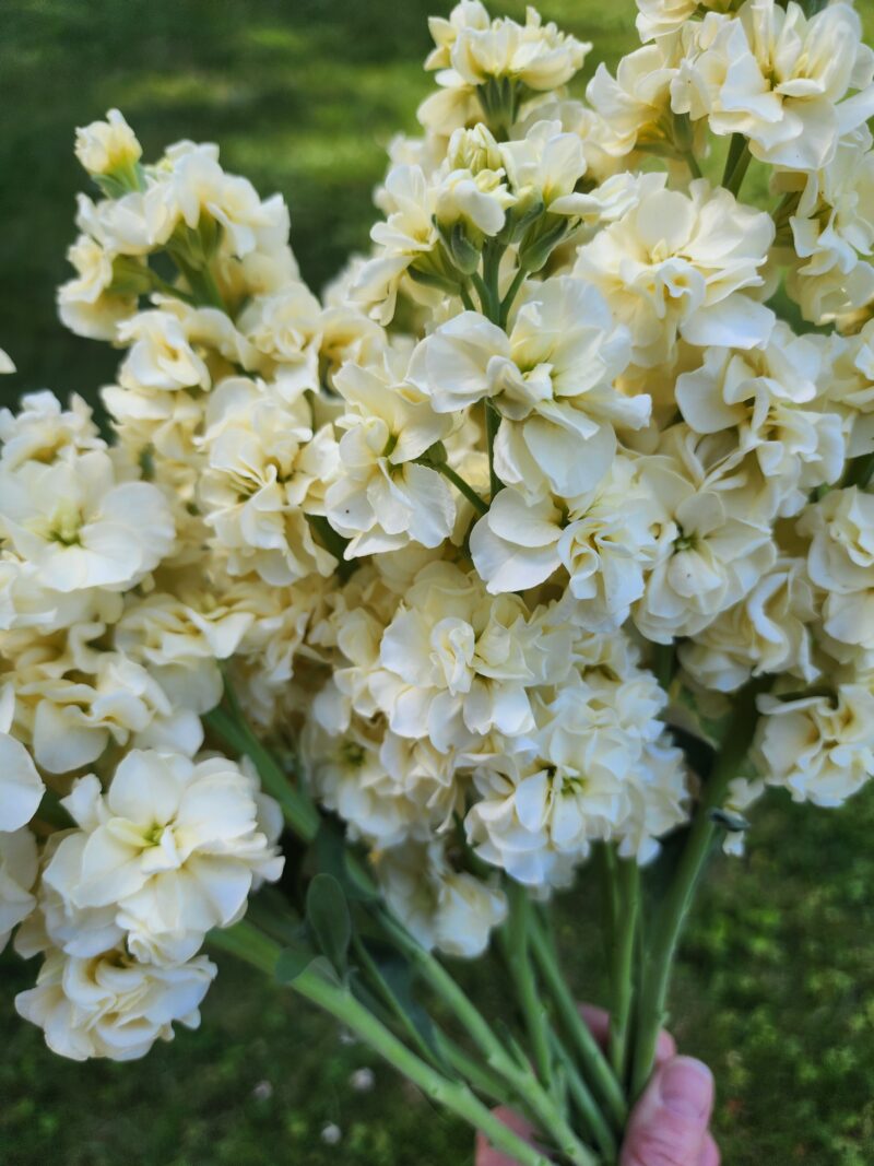 Stock - Yellow