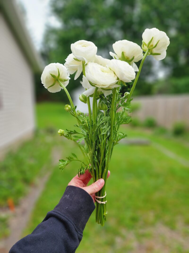 Ranunculus - White - Image 2