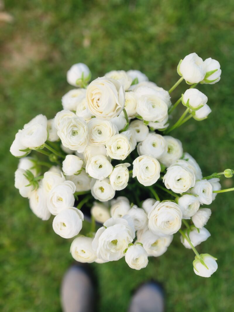 Ranunculus - White - Image 3