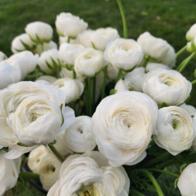 Ranunculus - White