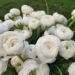 Ranunculus - White
