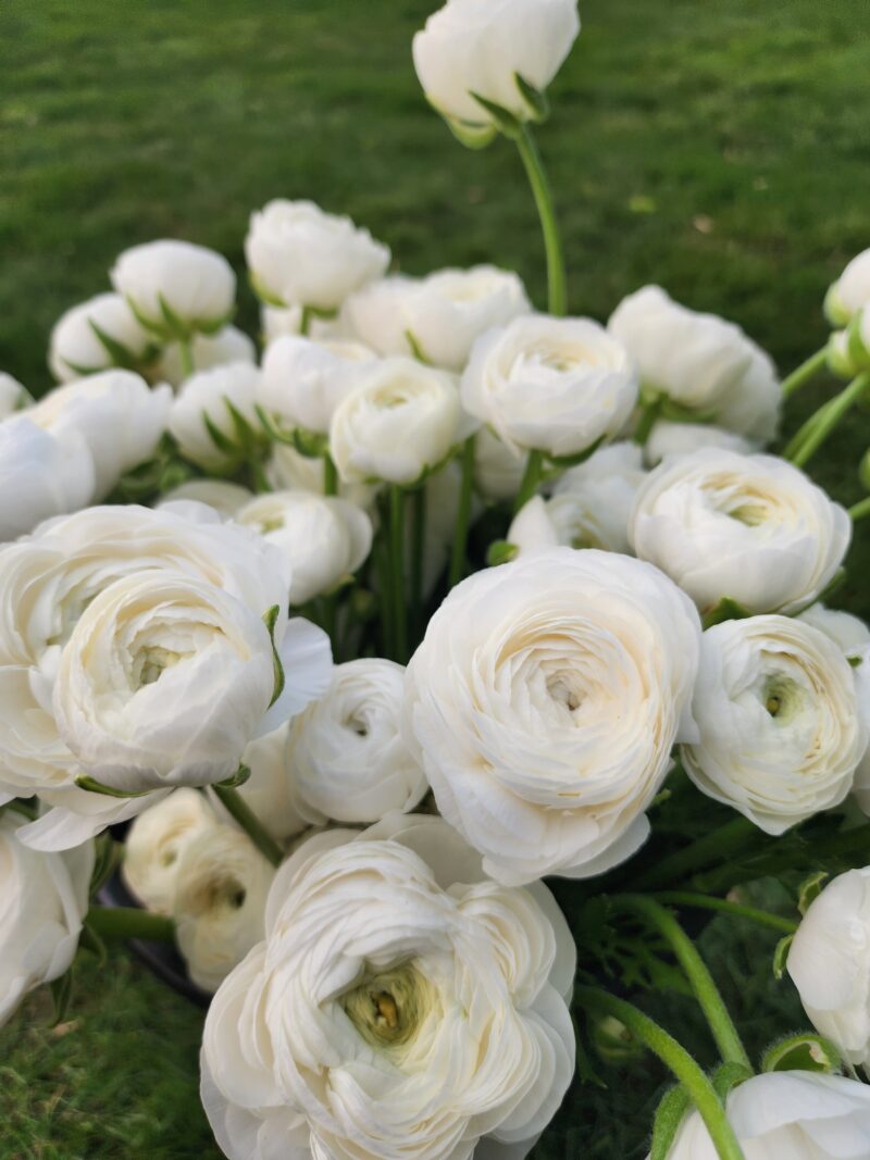 Ranunculus - White