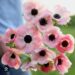 Anemone - Mistral Rosa Chiaro