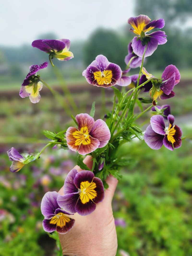 Pansies - Historic Florist Mix - Image 4