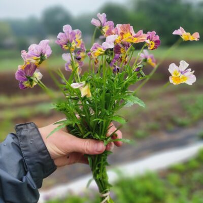 Pansies - Historic Florist Mix
