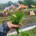 Pansies - Historic Florist Mix