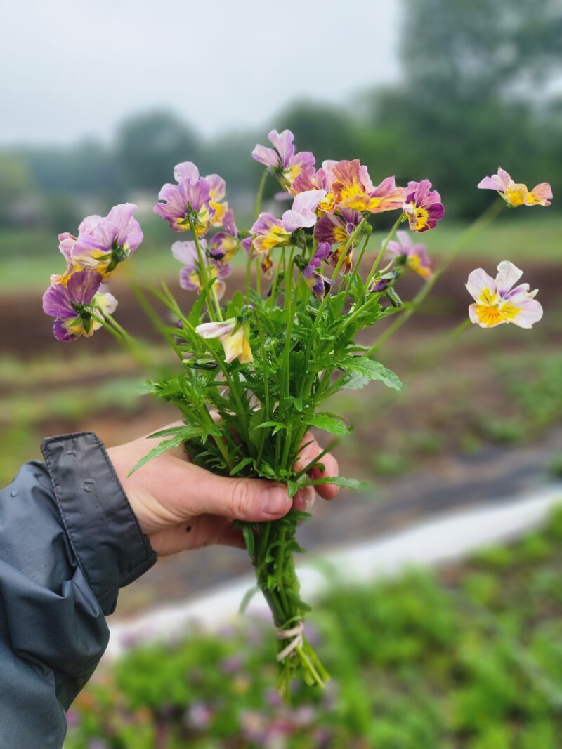 Pansies - Historic Florist Mix