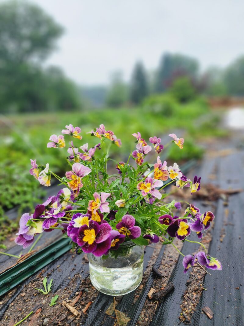 Pansies - Historic Florist Mix - Image 2