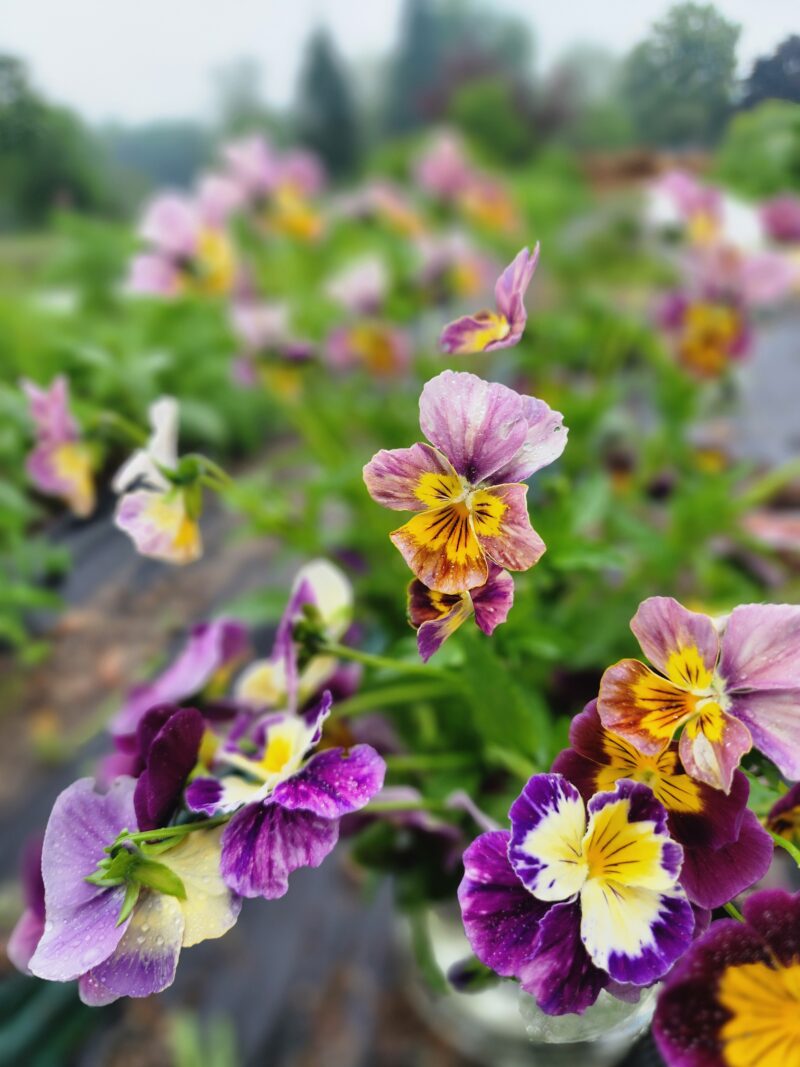 Pansies - Historic Florist Mix - Image 3
