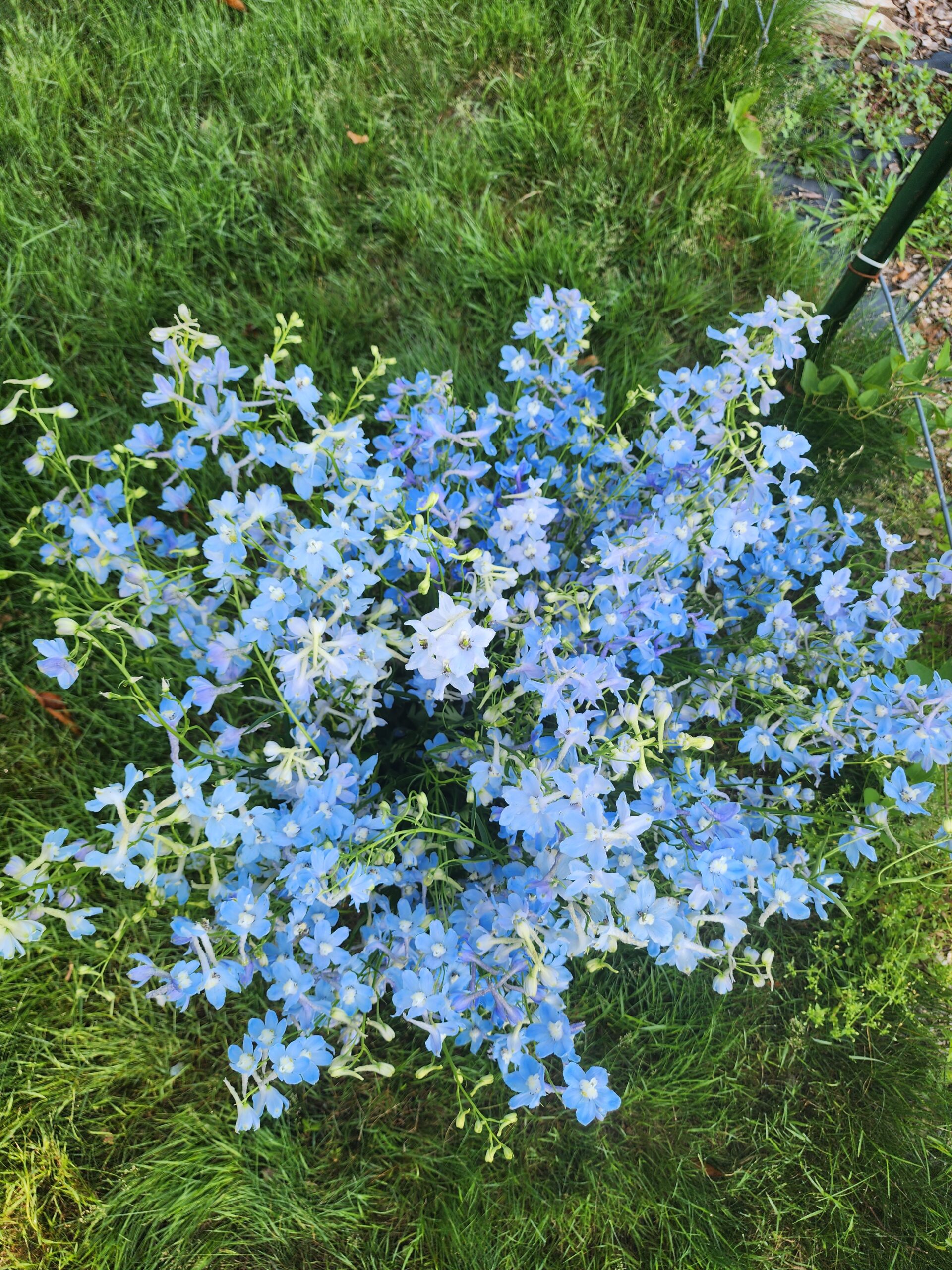 Delphinium X Bellad.'Völkerfrieden', Rittersporn Im Pflanzenshop