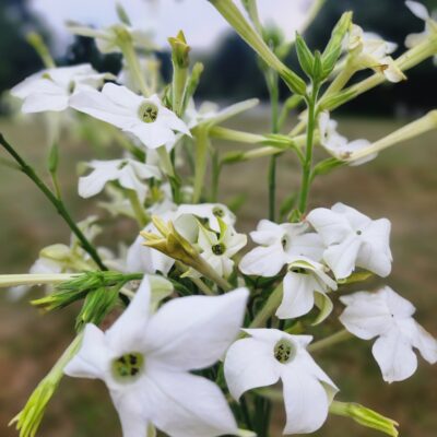 Nicotiana - White