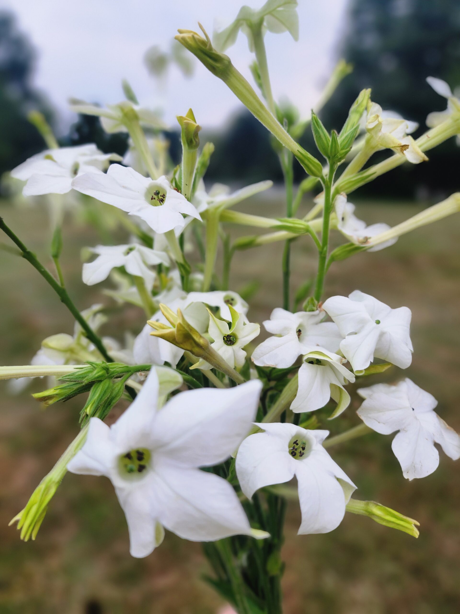 Nicotiana - White