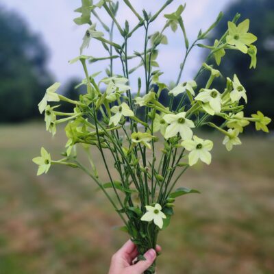 Nicotiana - Mojito