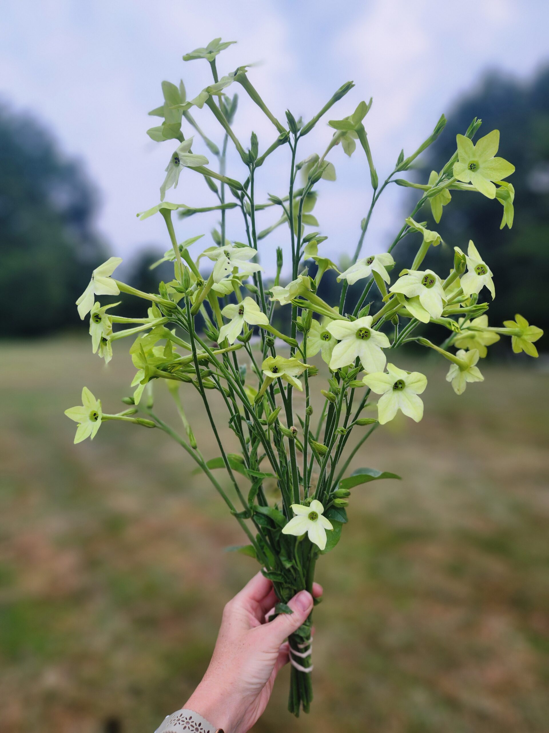 Nicotiana - Mojito