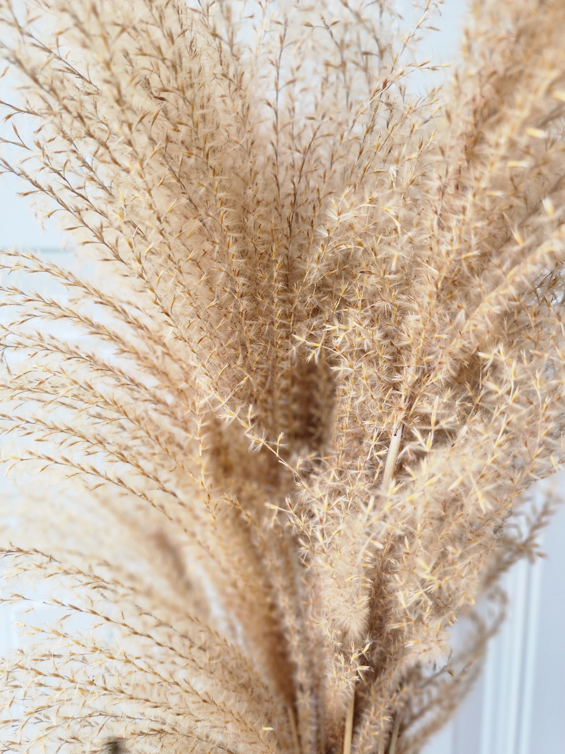 Dried Reed Grass