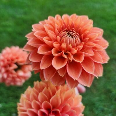 Maarn Dahlia