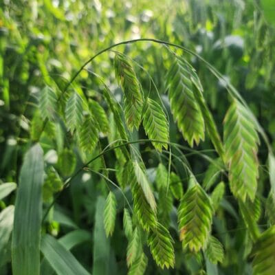 Northern Sea Oats
