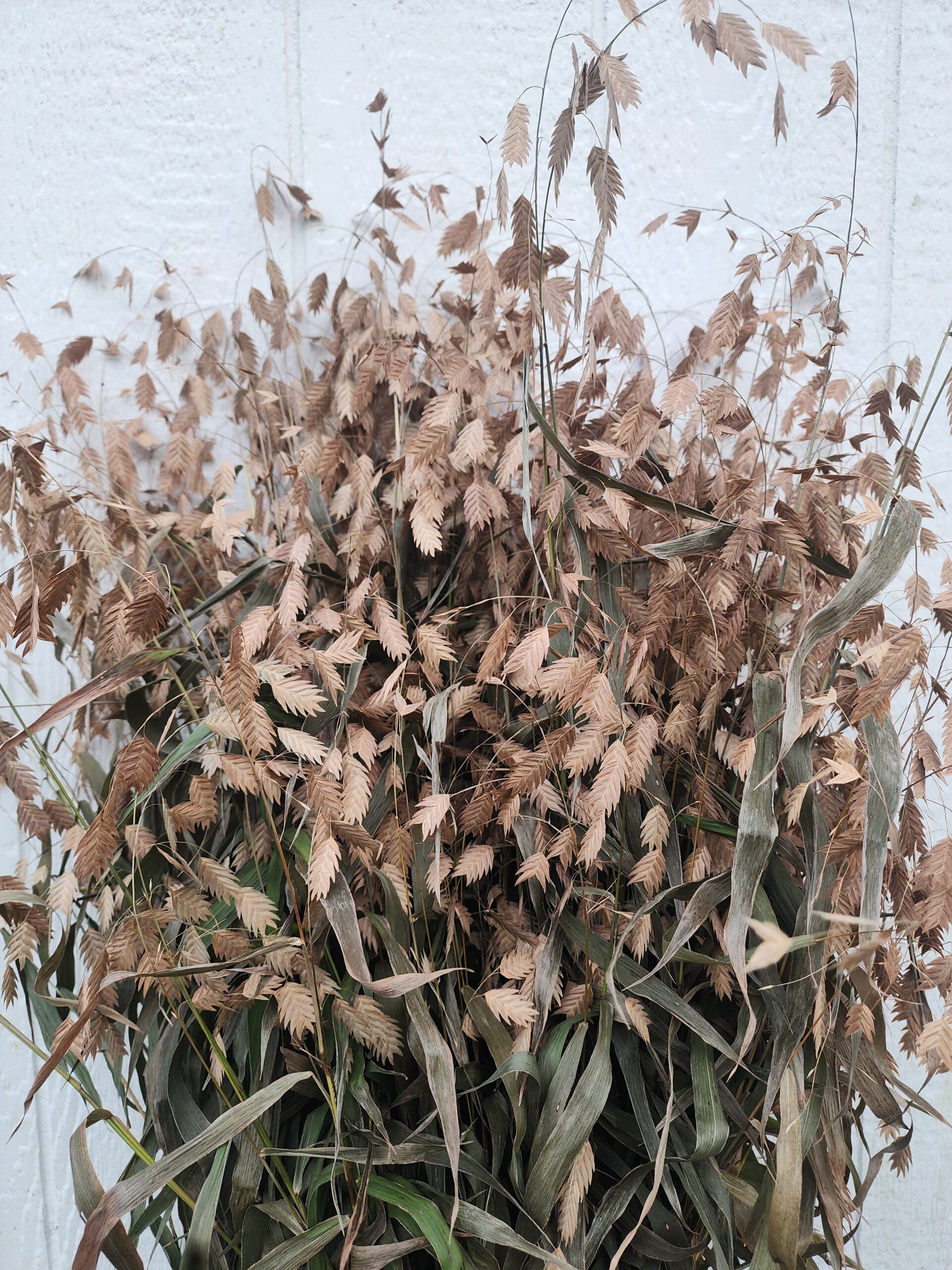Northern Sea Oats