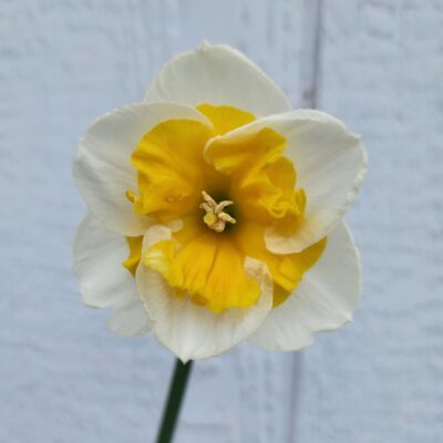 Daffodil - Cum Laude