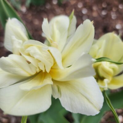 tulip - Exotic Emperor