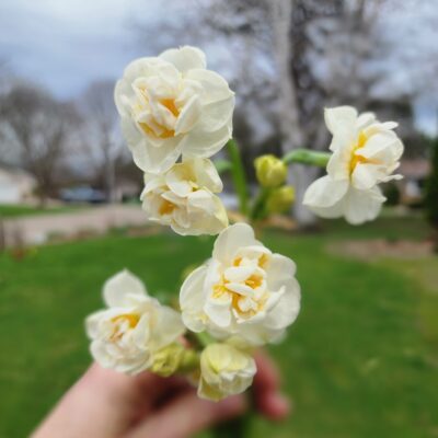 Daffodil - Bridal Crown