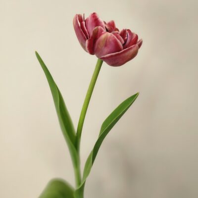 Tulip - Dream Touch