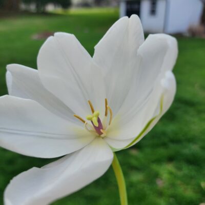 Tulip - White Wedding Dress