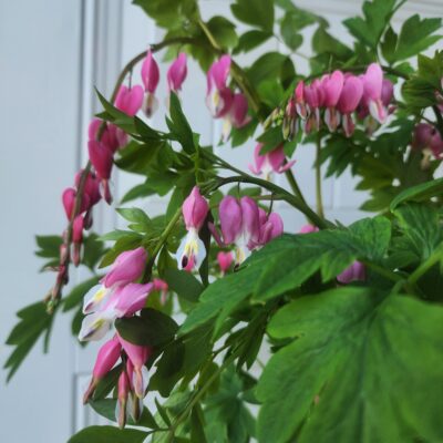 Bleeding Hearts (Dicentra Formosa) Pink