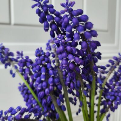 Muscari Armeniacum (Grape Hyacinth) Purple