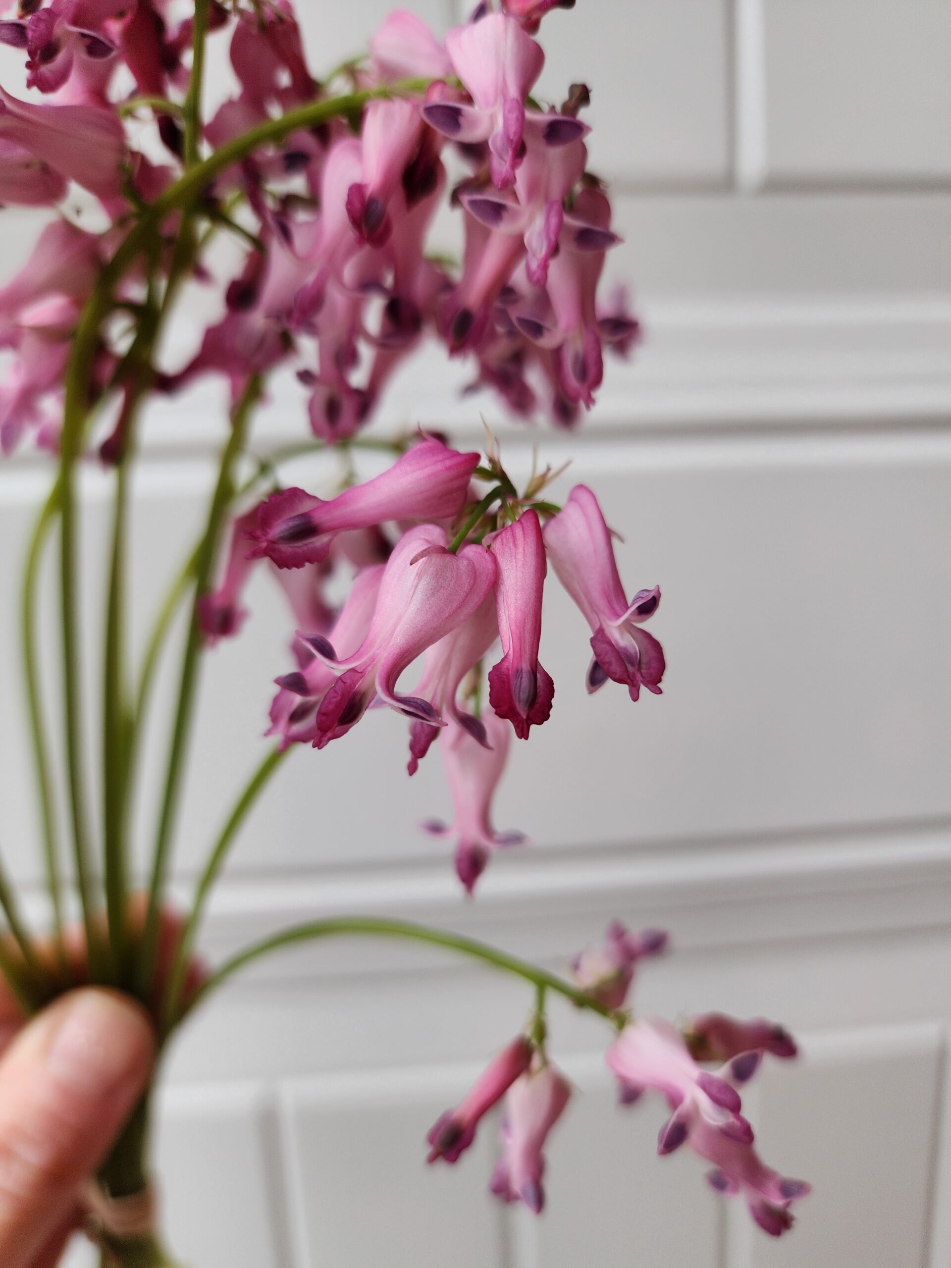 Bleeding Hearts (Dicentra Eximia)
