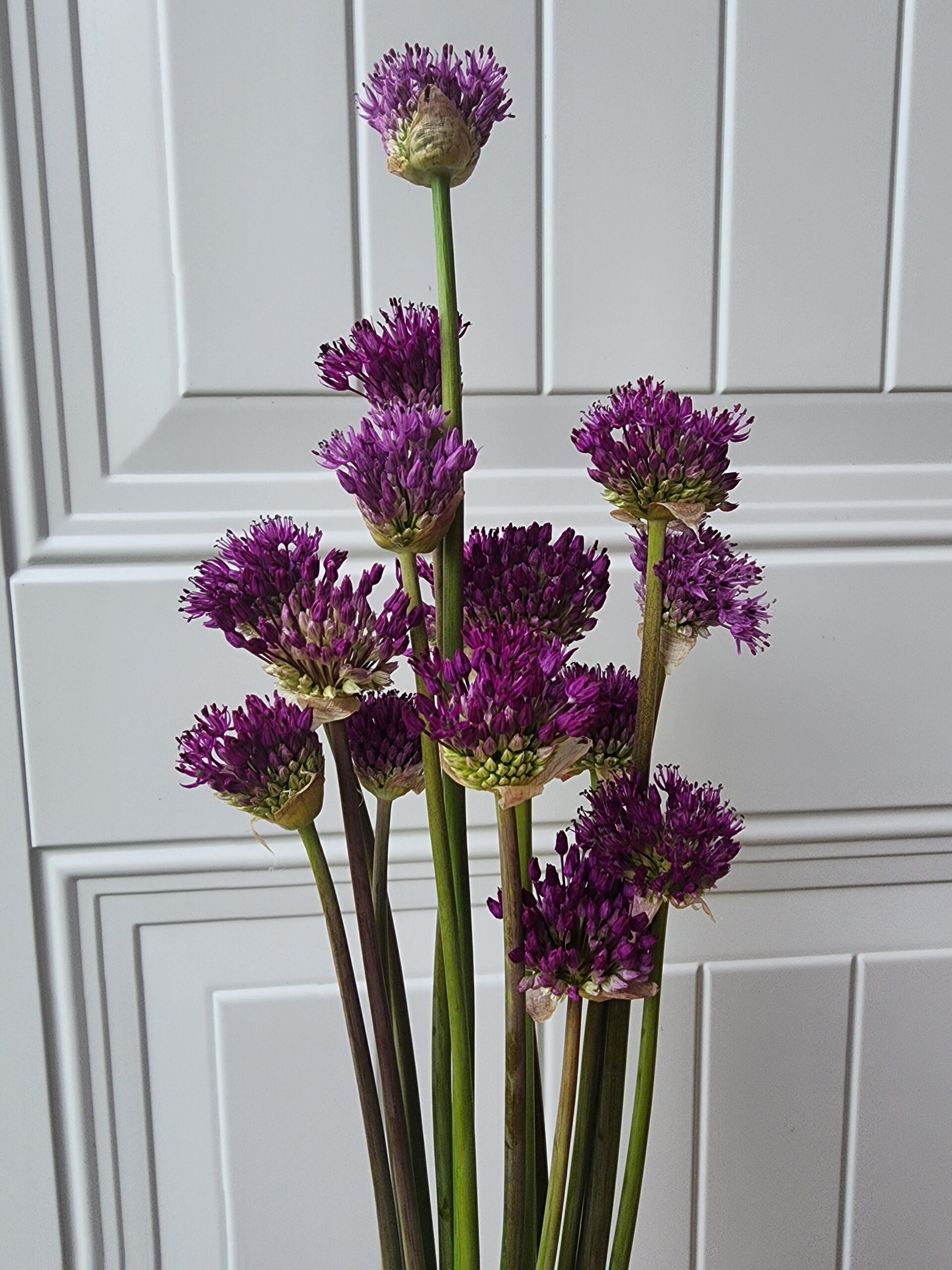 Allium Aflatunense (Purple Sensation) Small - Image 3