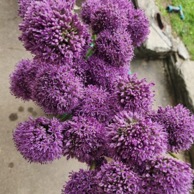 Allium Gladiator