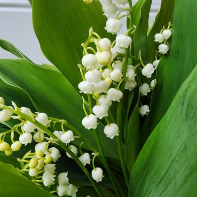 Lily of the Valley - White