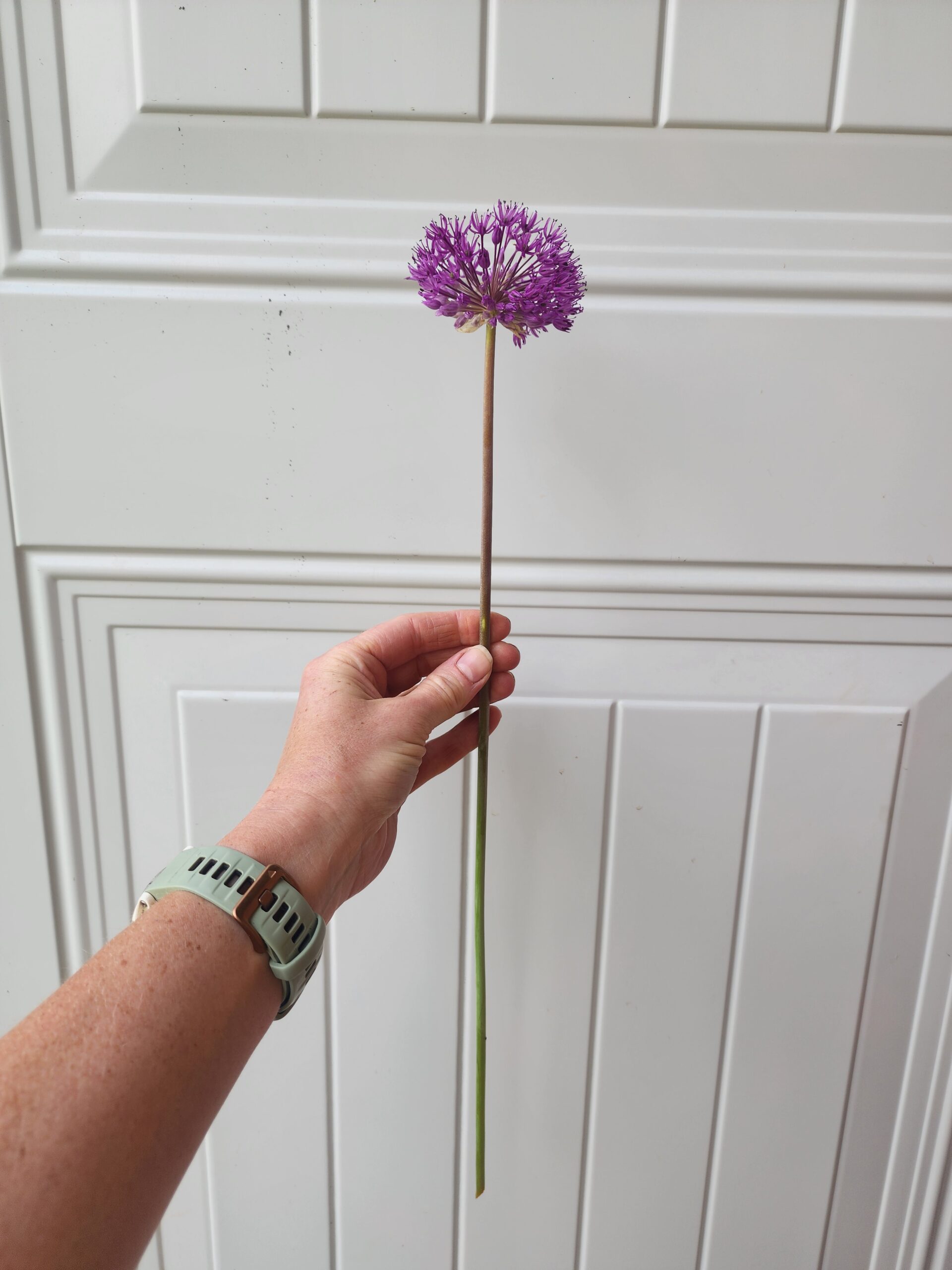 Allium Aflatunense (Purple Sensation) Small - Image 2
