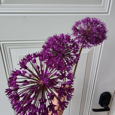 Allium Aflatunense (Purple Sensation)