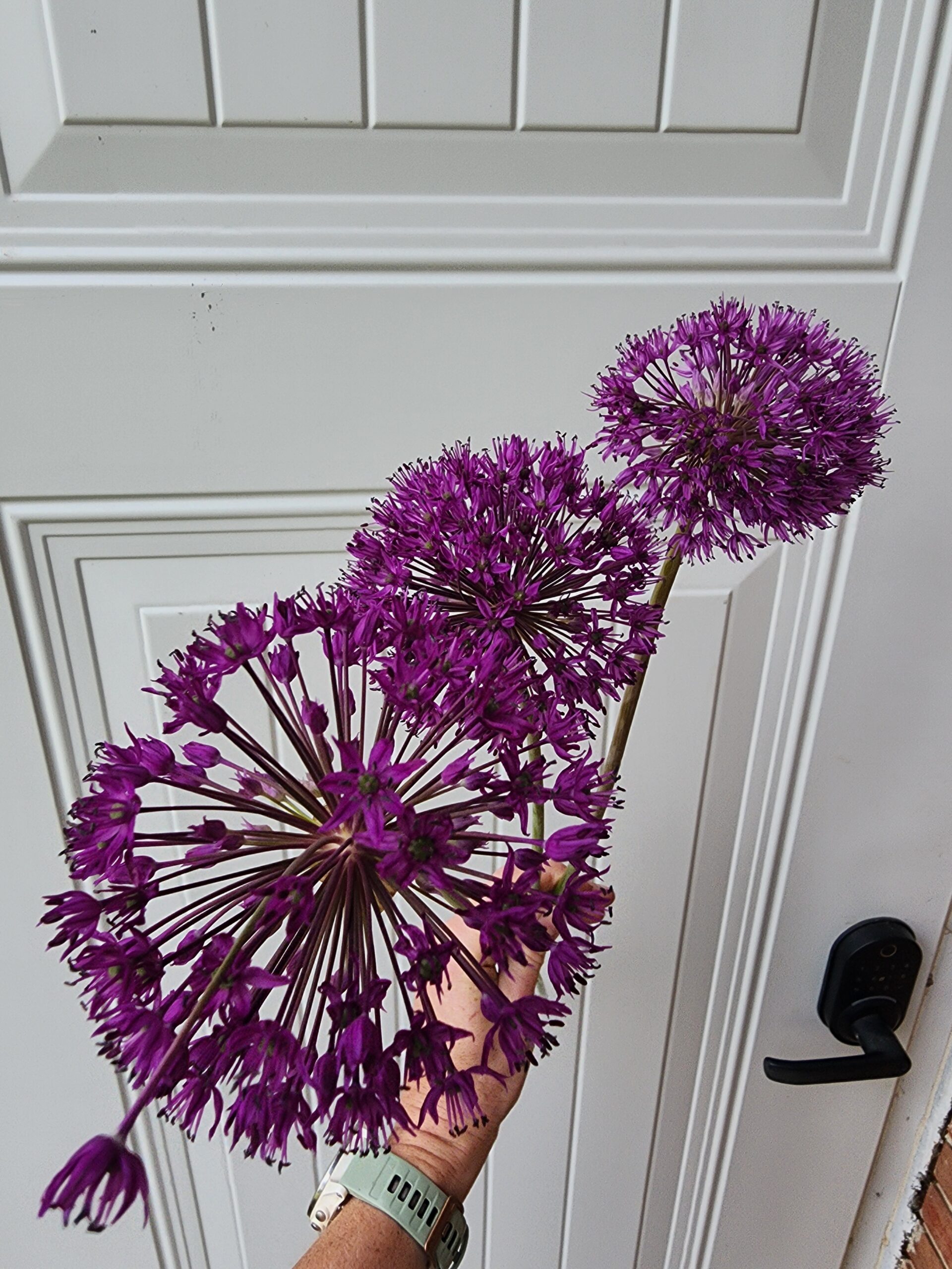 Allium Aflatunense (Purple Sensation)