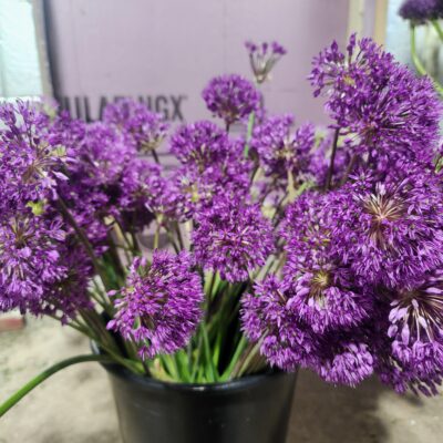 Allium Aflatunense (Purple Sensation) Small