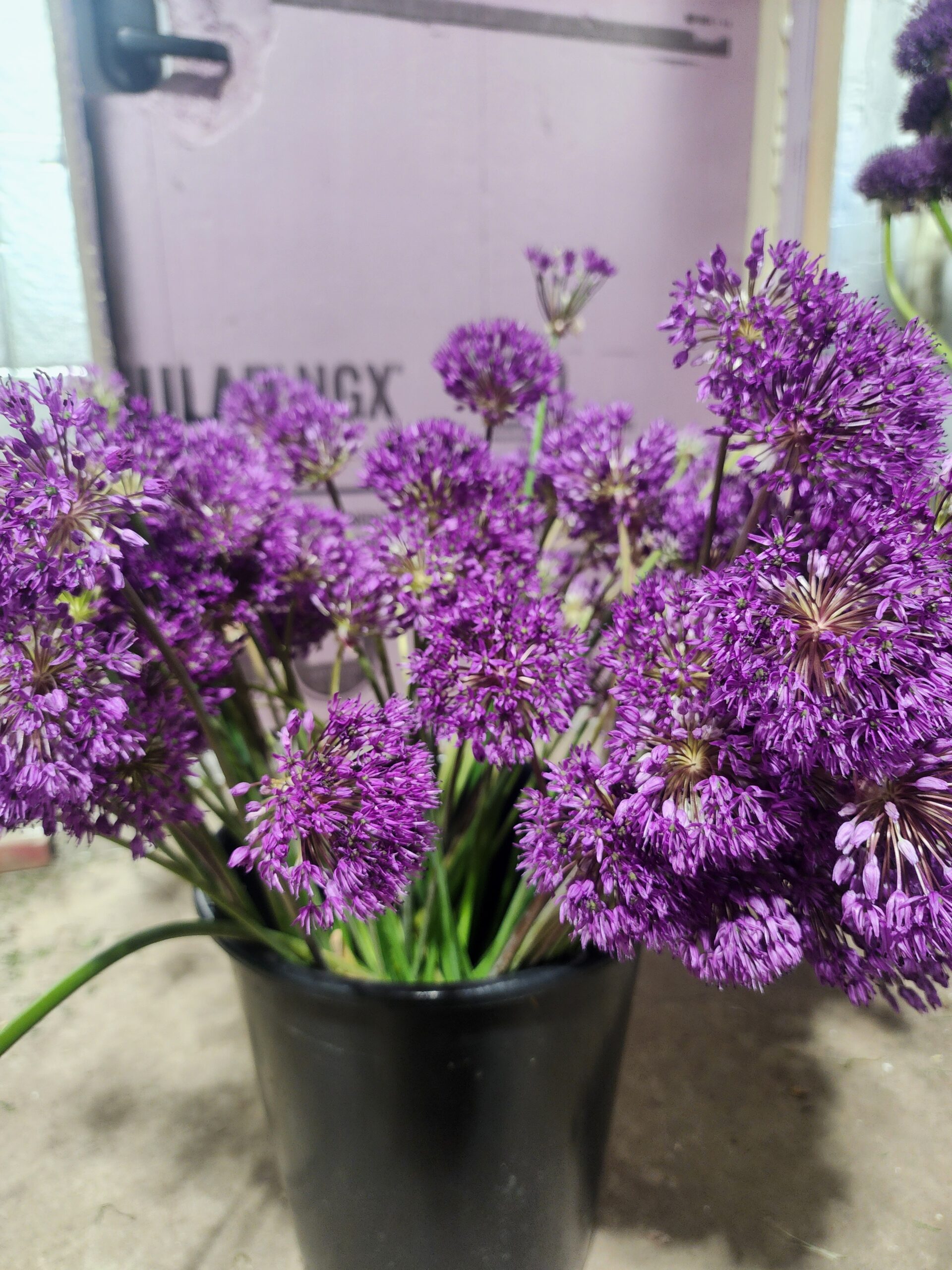 Allium Aflatunense (Purple Sensation) Small