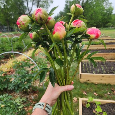 Peony - Coral Sunset