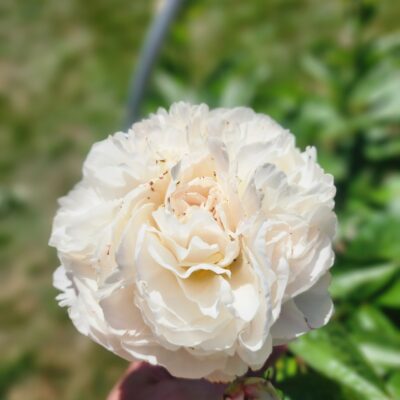 Peony - Carl G Klehm
