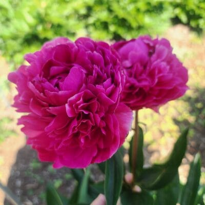 Peony - Kansas