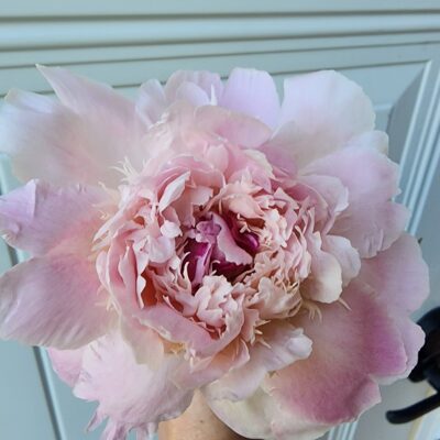 Peony - Alertie