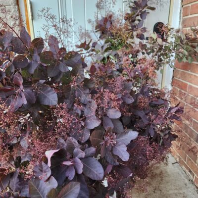 Smoke Bush
