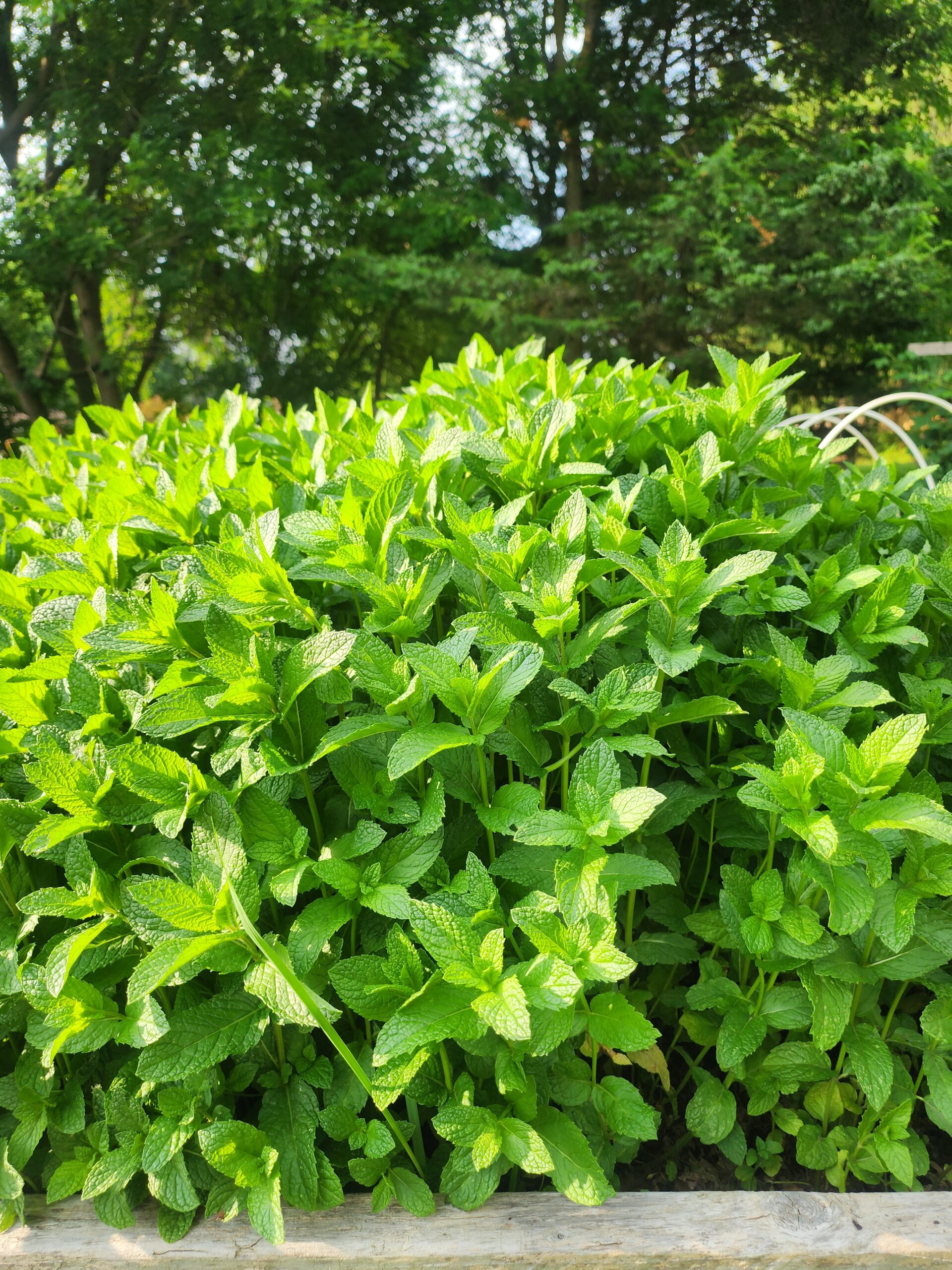 Mint