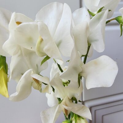 Sweet peas - White