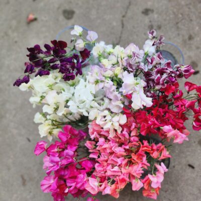 Sweet peas - Mix of colors
