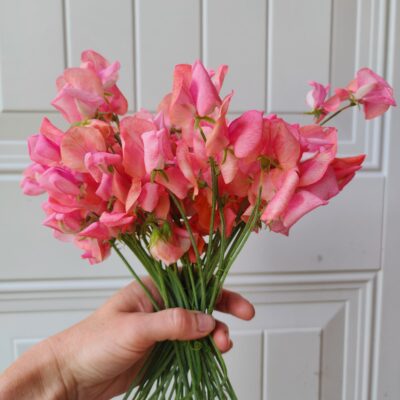 Sweet Peas - Coral
